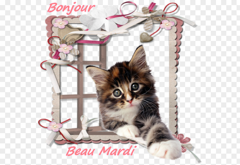 Kitten Cat Whiskers Photography Desktop Wallpaper PNG