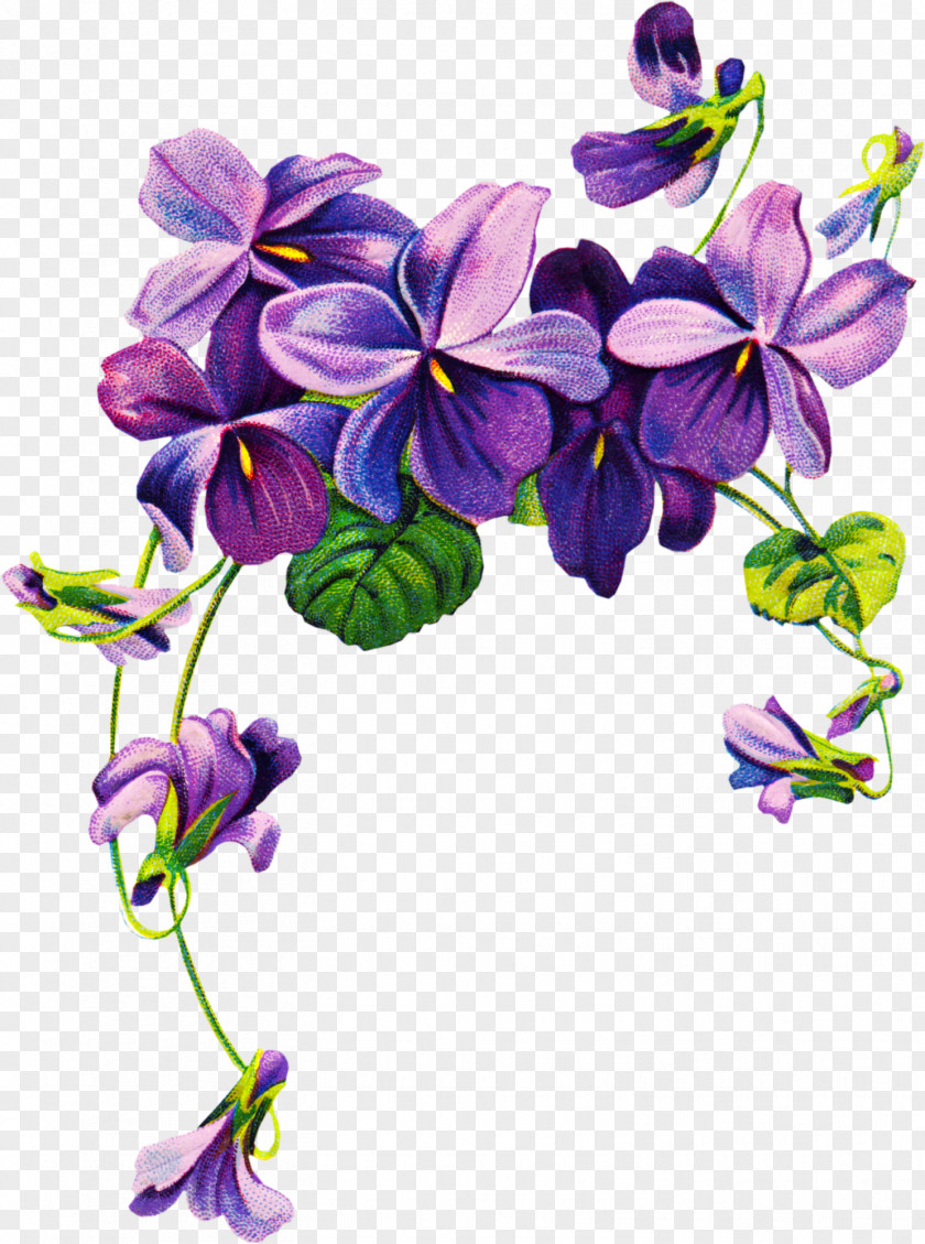 Purple Watercolor Flowers Sweet Violet African Violets Clip Art PNG