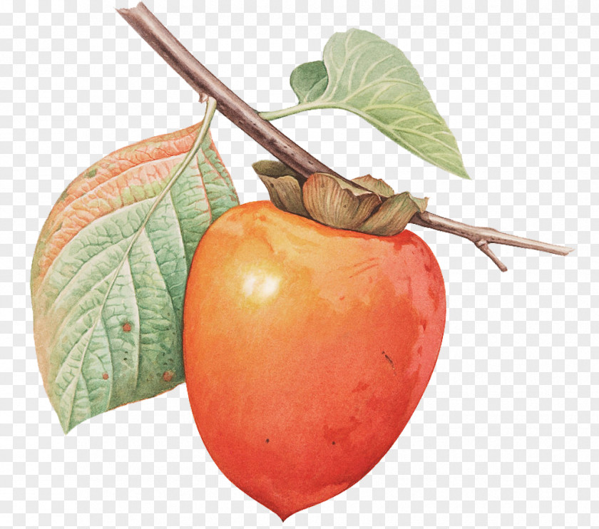 A Persimmon Japanese Fruit Tree PNG