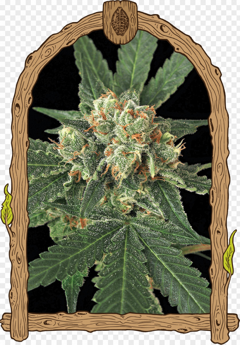 Cannabis Seed Bank Haze Autoflowering Germination PNG