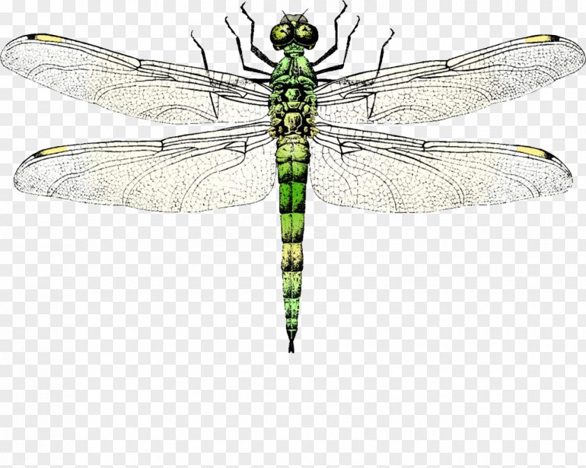 Dragonfly Insect Wing Clip Art PNG