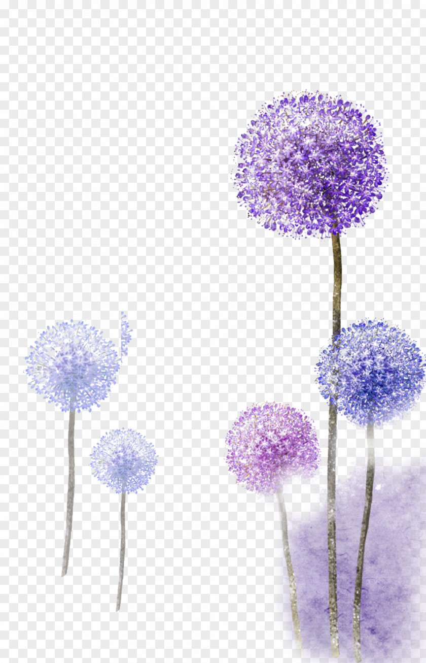 Large Purple Onion Flower Picture Material Watercolor Painting Illustration PNG