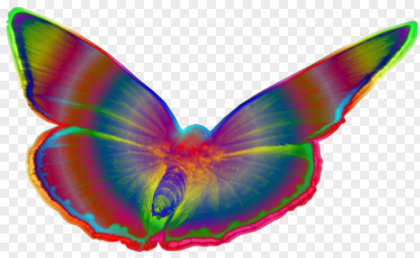 Ling Butterflies And Moths Drawing Pop Art PNG