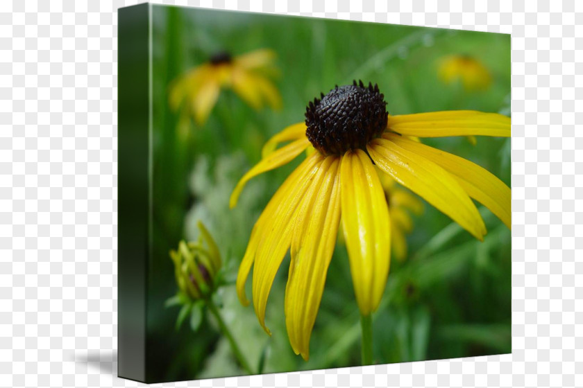 Black Eyed Susan Coneflower Close-up Wildflower Pollen PNG