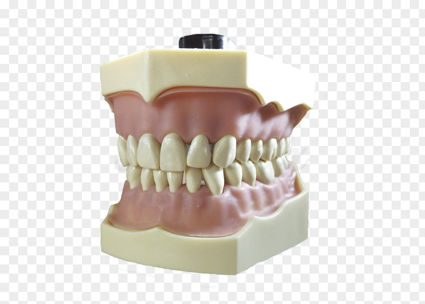 Endodoncia Tooth Dentistry Typodont Dental Consonant PNG