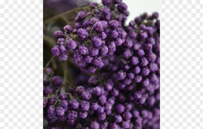 Violet English Lavender PNG
