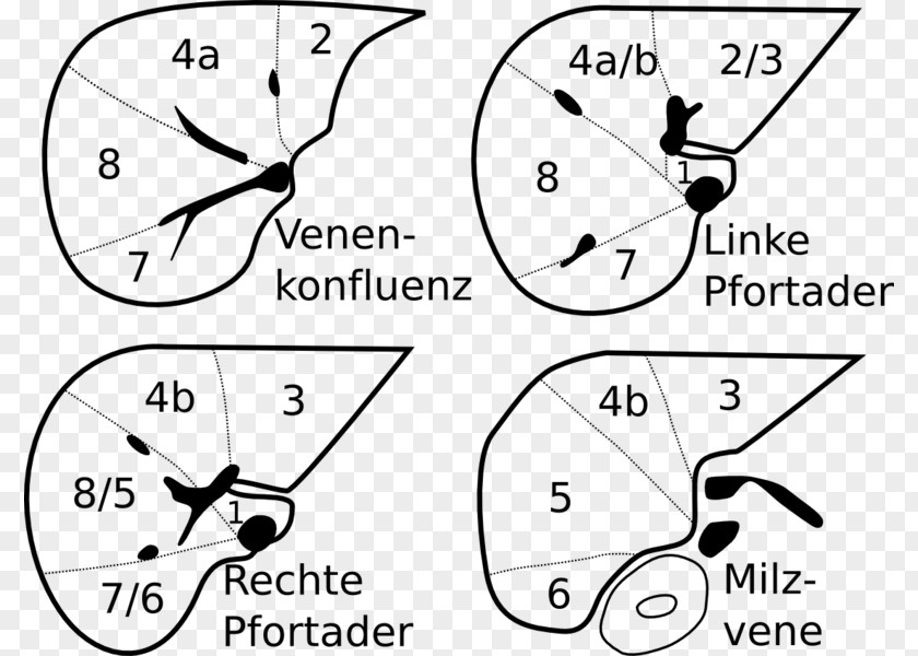 Abdomen Anatomy Сегменты печени Liver Segment Portal Vein PNG