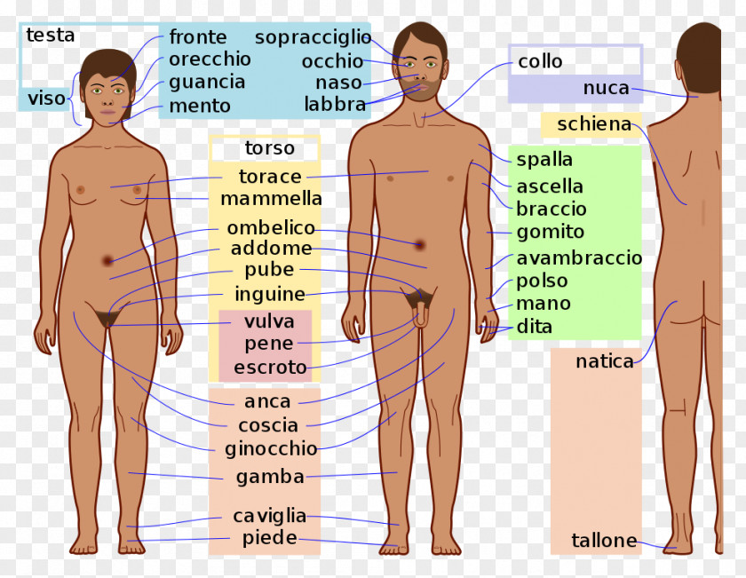 Body Human Hip Homo Sapiens Anatomy PNG