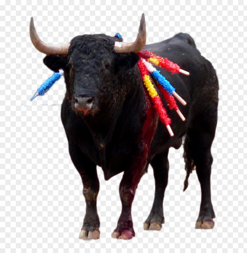 Bull Spanish Fighting Ox Taurine Cattle Bullfighting PNG