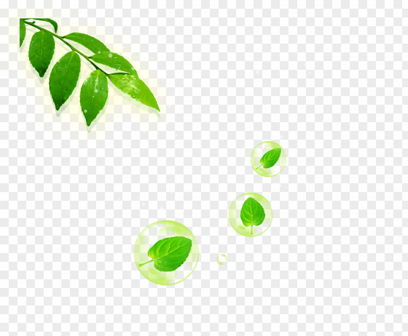 Green Leaves Poster PNG
