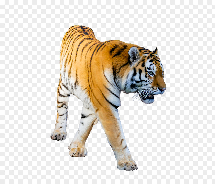 Tony The Tiger Transparency Desktop Wallpaper Image PNG