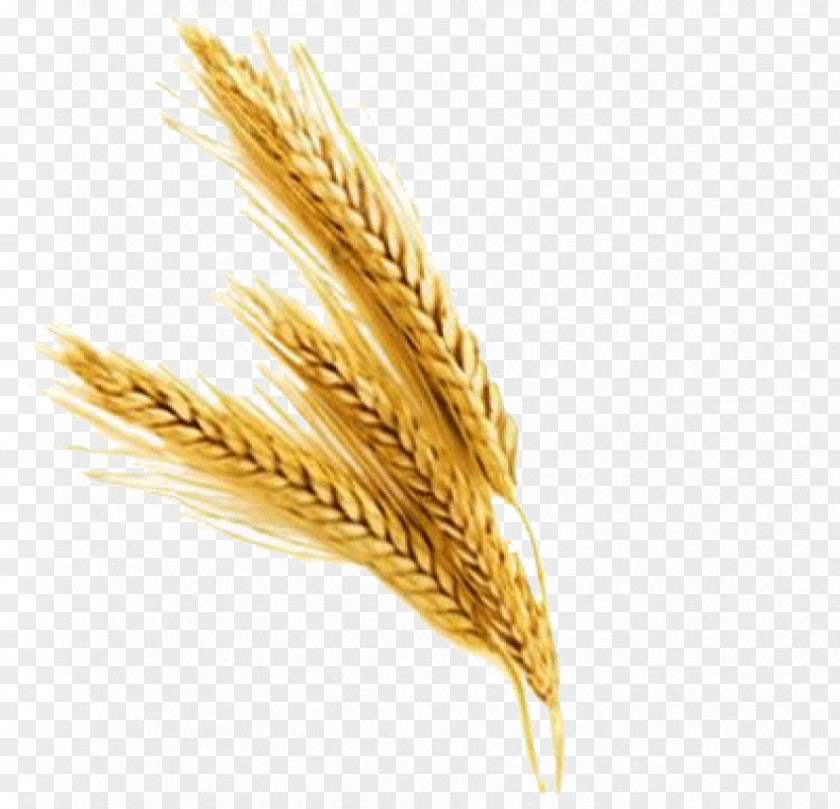 Wheat Clip Art Image PNG