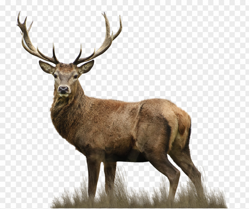 White Deer Red Elks Lodge Drawing PNG