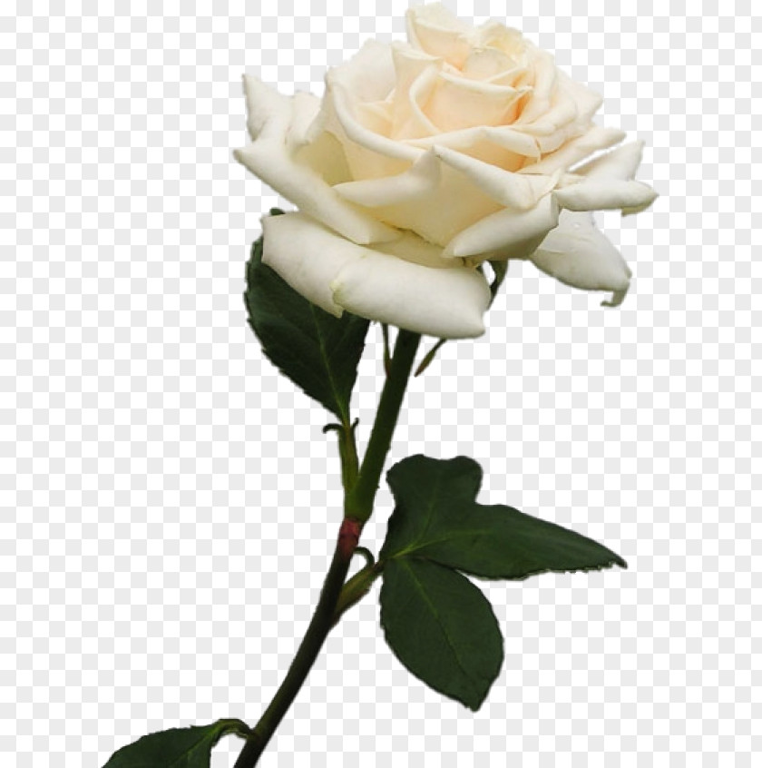Garden Roses Rosa × Alba Clip Art PNG