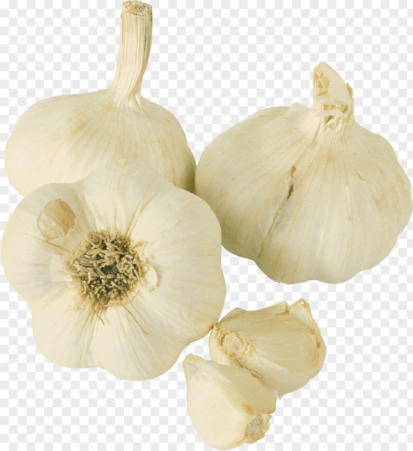 Garlic Prebiotic Probiotic Food Vegetable PNG