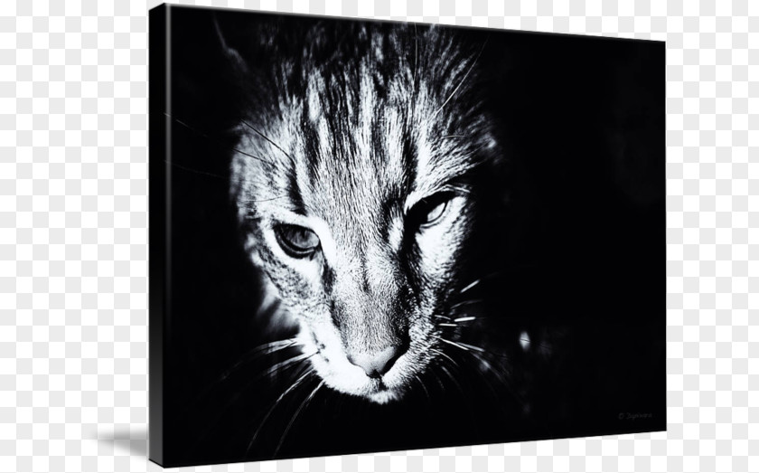 Kitten Black And White Whiskers Cat Photography PNG