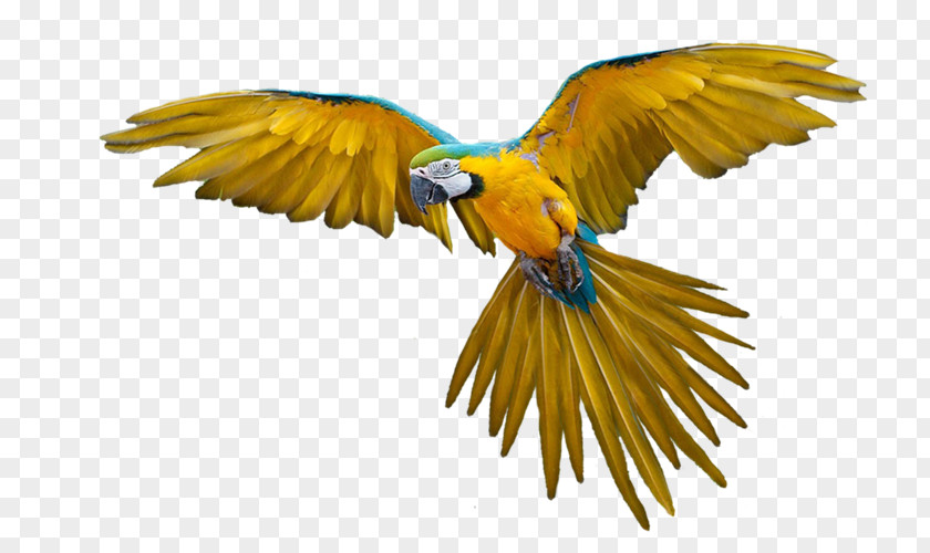 Parrot Bird Flight Clip Art PNG