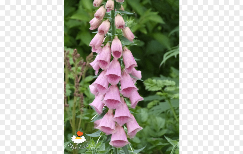 Bellflower Foxgloves PNG