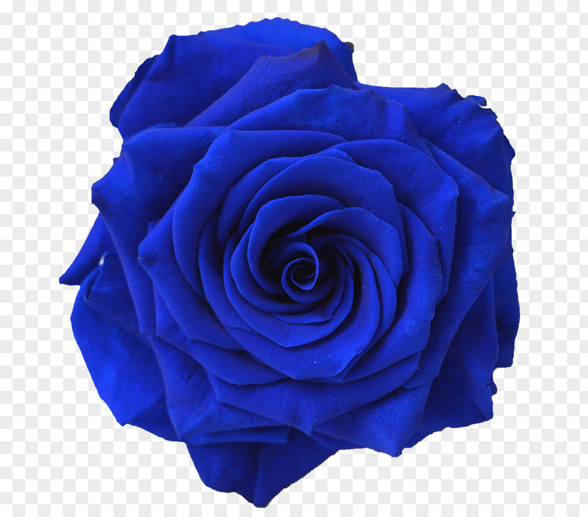 Blue Flower Rose Navy Clip Art PNG