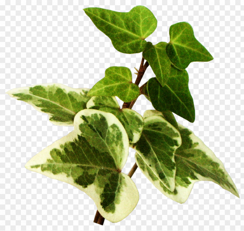 Green Leaves Leaf Vegetable Blog Clip Art PNG