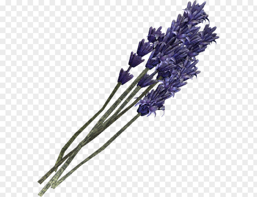 Lavender English Violet Drawing Plant PNG