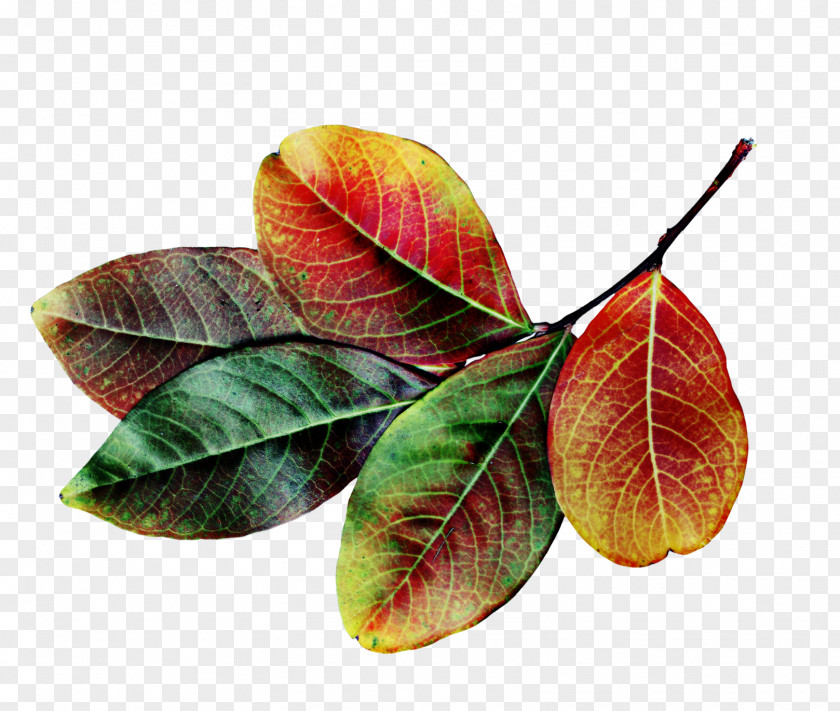 Meet Early Autumn Leaf Color PNG