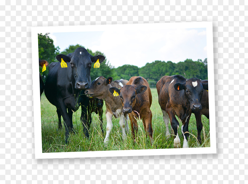 Milk Dairy Cattle Calf Organic Food PNG