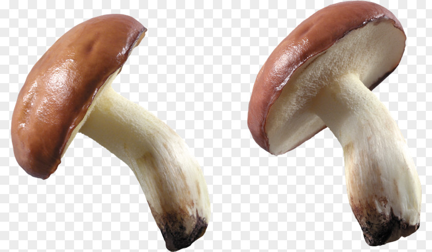 Mushroom Common Desktop Wallpaper PNG