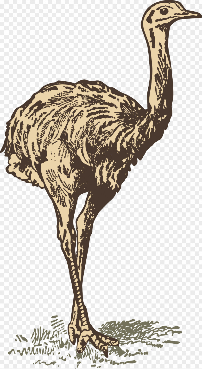 Ostrich Common Download Drawing PNG