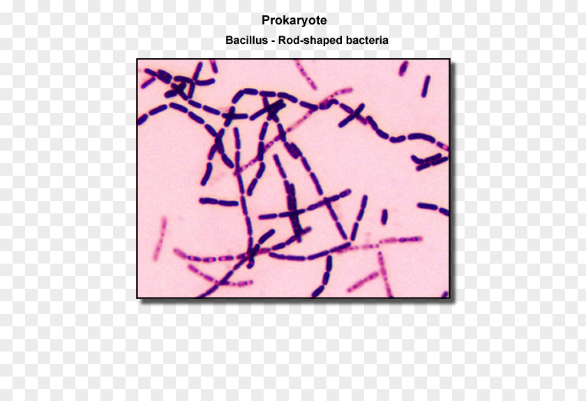 Shape Bacillus Spirillum Coccus Bacterial Cell Structure PNG