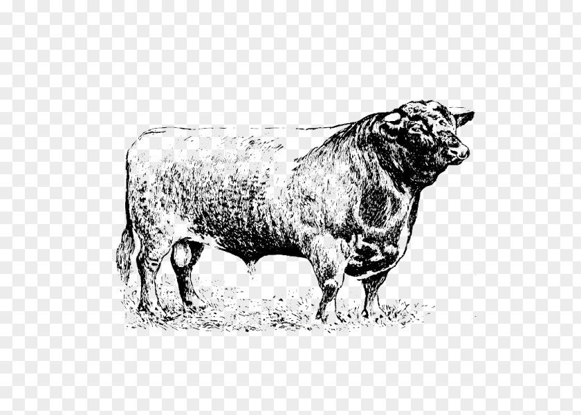 Sheep Cattle Ox Bull Horn PNG