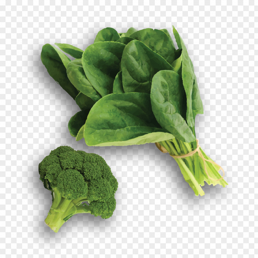 Spinach Collard Greens Cruciferous Vegetables Food Komatsuna PNG