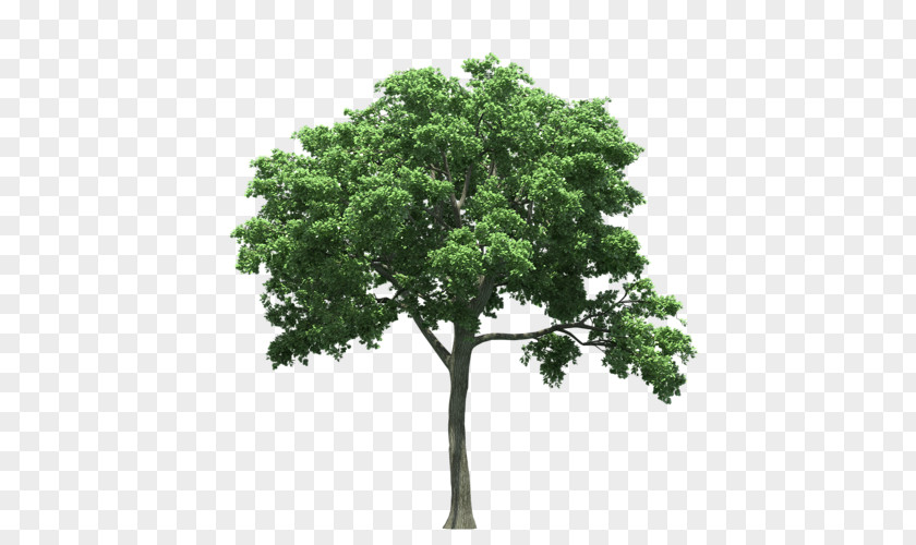 Tree Texas State Oak Birch PNG