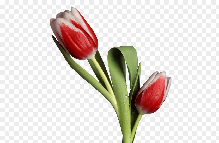 Tulip Flower Bouquet Cut Flowers PNG