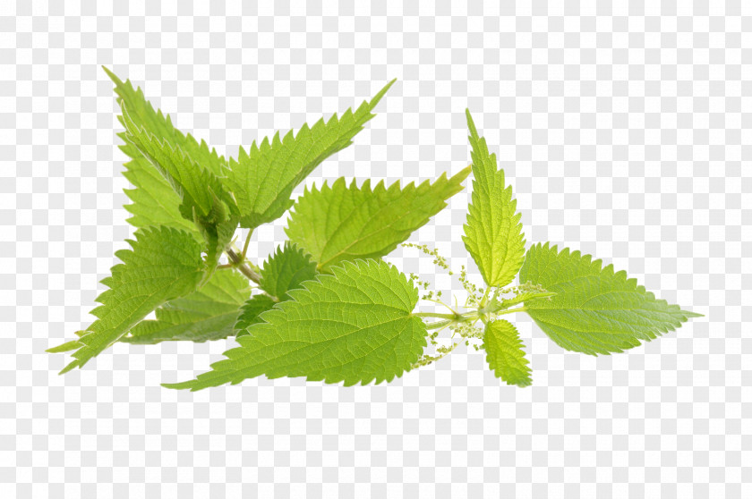 Common Nettle Herb Medicinal Plants Infusion PNG