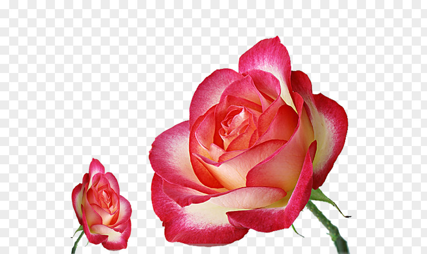Creative Rose Pink Garden Roses Flower PNG