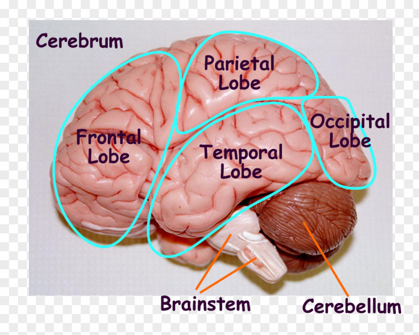 Ecological Sheep Human Brain Body Anatomy Model PNG