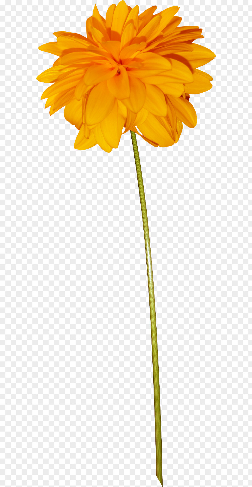 Flower Drawing Cartoon PNG