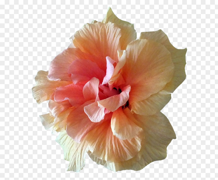 Flower Hibiscus Petal Clip Art PNG