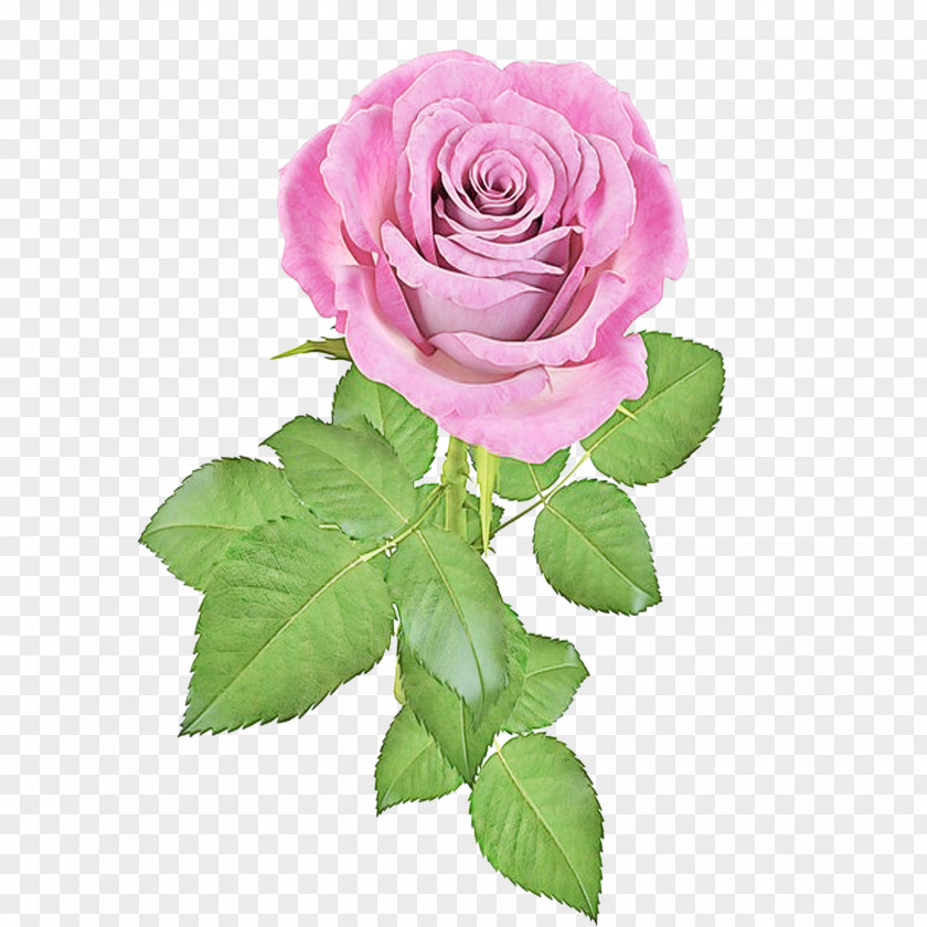 Garden Roses PNG