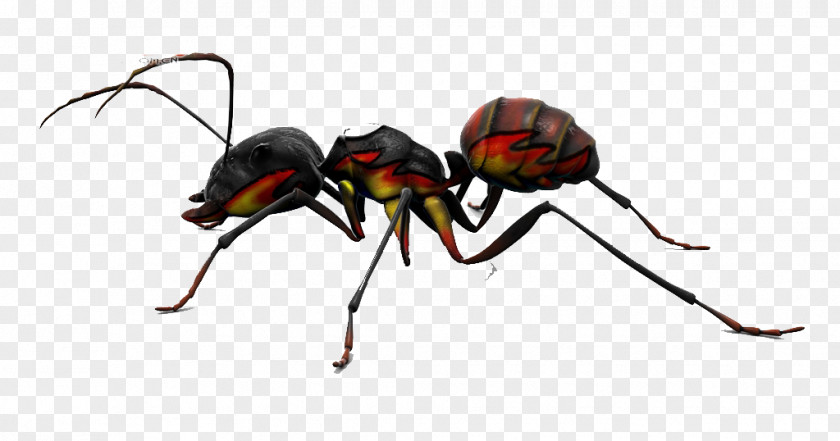God Ants Red Imported Fire Ant Insect Stinger Pest PNG