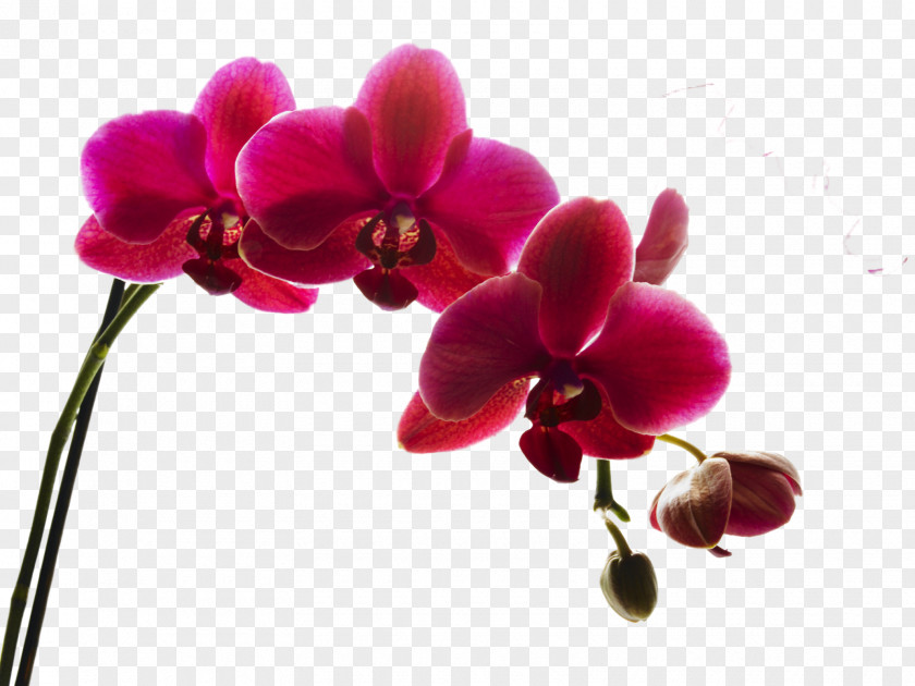 Orchid Mural Wall Painting House Wallpaper PNG