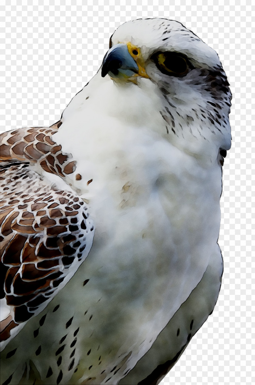 Owl Hawk Common Buzzard Beak PNG