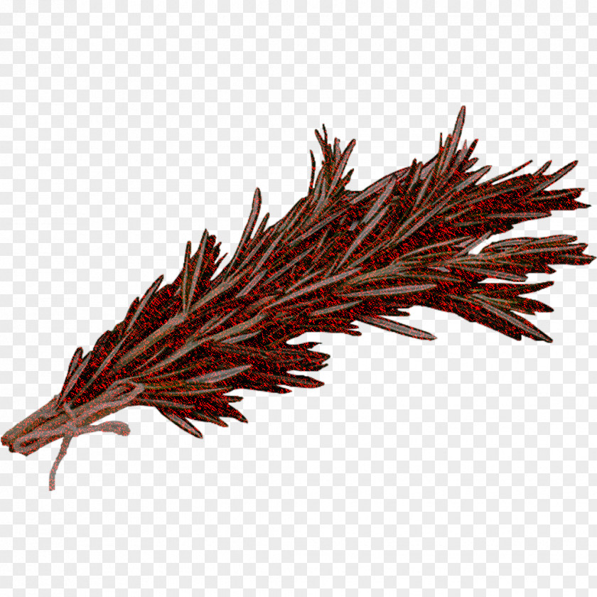 Red Pine Grass Family Plant PNG