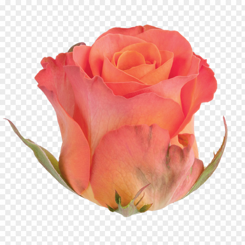 Roza Kwiat Garden Roses Cabbage Rose Floribunda Cut Flowers PNG