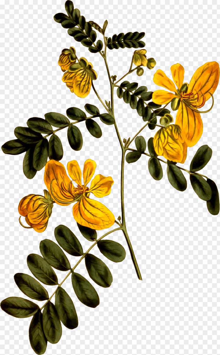 Sign Clipart Cassia Plant Drawing Senna Alata PNG