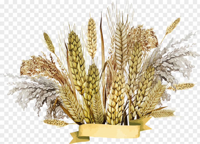 Wheat Emmer Cereal Germ PNG
