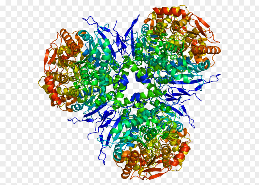 Carboxylesterase 1 2 Enzyme PNG