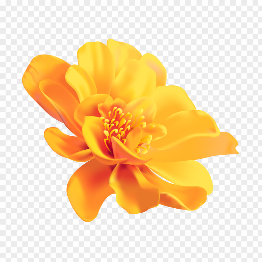 Flower Yellow Color Image PNG