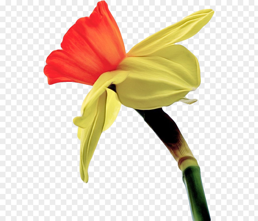 Flower Yellow Plant Petal Pedicel PNG